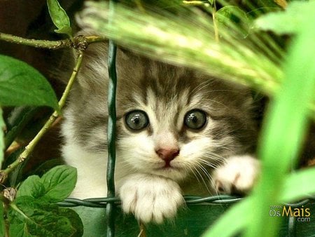 Kitten among green nature - animal, feline, cat, kitten