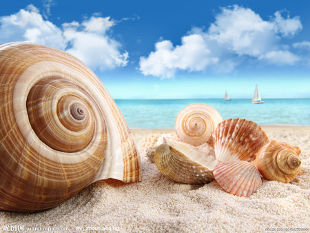 Shell Beach - spiral, sunny, summer, beach, cose up, sand, sailing, clouds, water, relaxing, beautiful, seashells, ocean, conchshell, shells, nature, sailboat, pastel