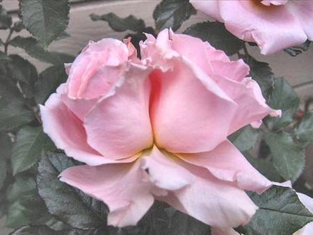 Another Double Pink Rose F1C - love, floral, pink, photography, romance, photo, rose, flower