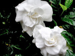 2 Gardenias