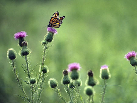 Monarch Butterfly on Thistle - monarch, photography, thistle, butterfly, floral, field, photo, flower