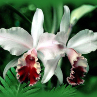 Ruby-Throated White Orchids F2