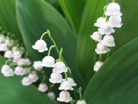 Lily of the Valley F1 - floral, photography, white choral bells, lily of the valley, photo, flower