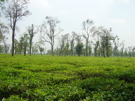 Tea Garden In Shylet,Bangladesh - o, l, c