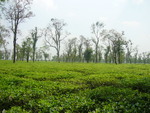 Tea Garden In Shylet,Bangladesh