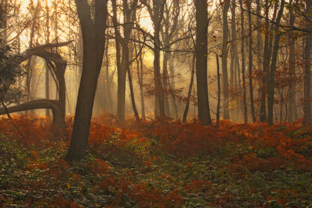 Padurea cu Flori - red, forest, flowers, photo, trees, nature