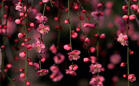 Cherry Blossoms - mayu, chan, ayt, iza