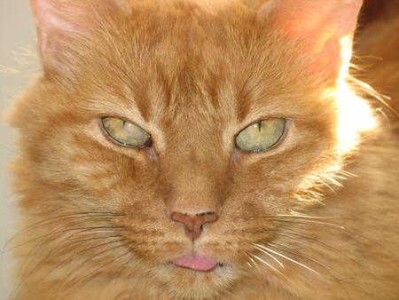 Our orange cat - attitude, orange, full face, cat