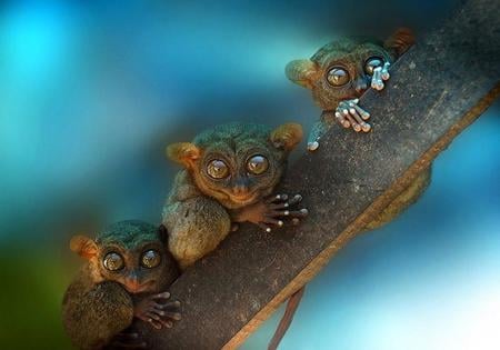 Look in to our Eyes - tails, tree trunk, furry, blue, fingers, beautiful, eyes, three, green, cute