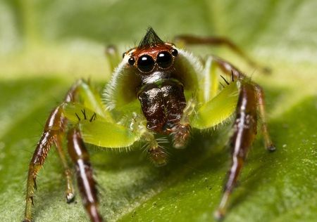 spider - scary, animals, photography, spider, leaf, eye, green, big, awesome