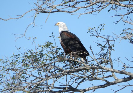 African Fish Eagle - birds, wild animals, nature, african fish eagle