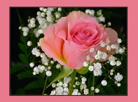 To All Princesses - nature, beauty, princess, rose, flower