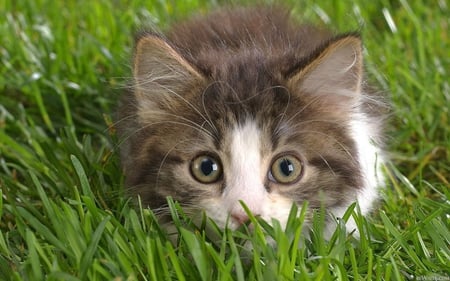 Catch me if you Can - whiskers, eyes, kitten, white, ears, playful, grey, pretty, beautiful, green, grass, cute