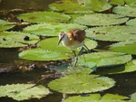 African Jacana