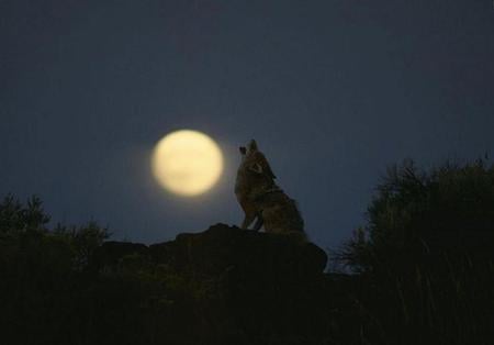 Call of the Wild - moon, watery moon, wolf, rock, night, howling, sky