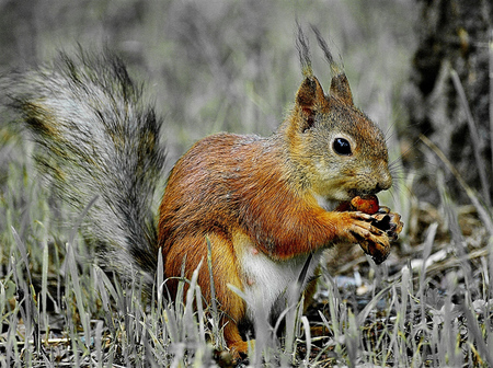 squirrel - tail, nature, field, squirell