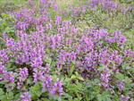 purple flowers