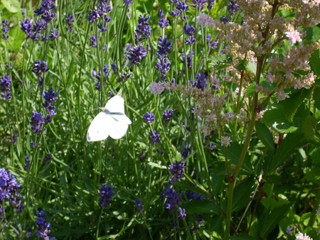 Butterfly in the garden - flower, animal, butterfly, nature