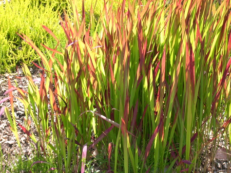 Green Grass - grass, nature, green, sun