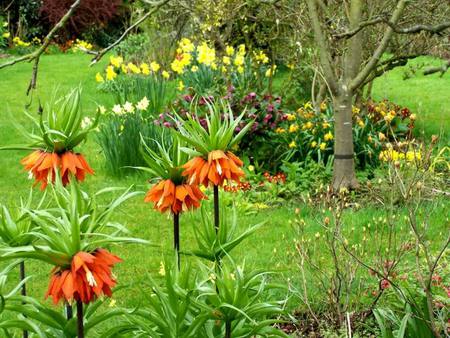 garden flowers - nature, fritillaria imperialis, orange, flowers, garden