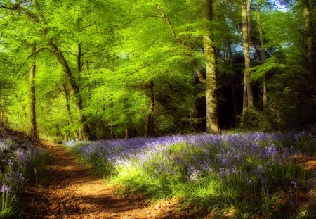 bluebell forest - path, spring, forest, bluebells