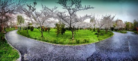 spring - garden, path, trees, spring