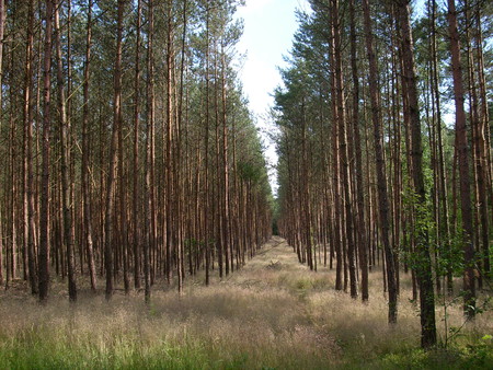 long way - nature, tree, forest, tunnel