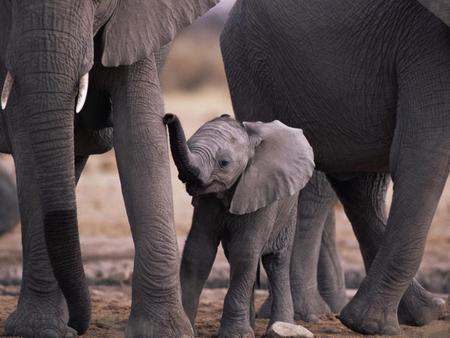 Little-Elephant - nice, elephants, animals, family, little