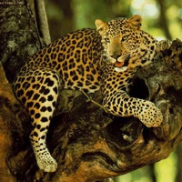 Jaguar-is-sitting-on-a-tree