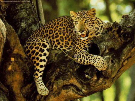 Jaguar-is-sitting-on-a-tree - wildcat, animal, sit, bigcat, eyes, nice, jaguar, tree