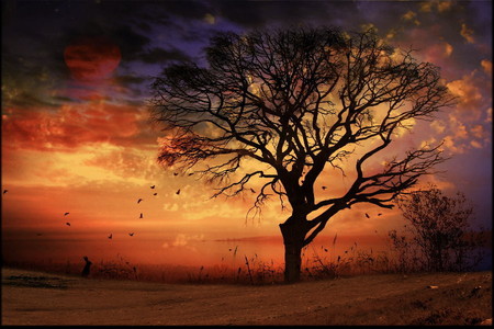 Sunset - sun, tree, sunset, field, wonderful, birds