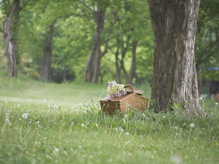     Day  Ready  - trees, woods, picnic, forrest, basket, grass, book, read