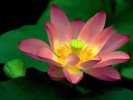 bright-lotus - lotus, flower, nature, bright