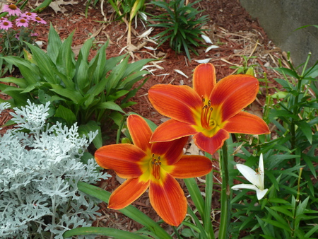 Lilies in  the Field