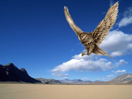 Owl - sky, animals, blue, clouds, birds