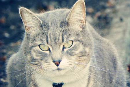 Tommy sitting watching for his prey - tabby, grey, cat, tommy