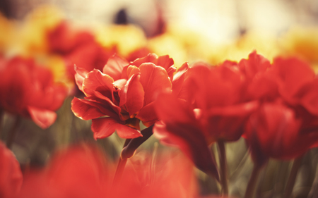 Red Flowers - flowers, nature, red, beautiful