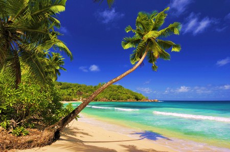 A Tropical Summer - trees, tropical, beach, beautiful, ocean