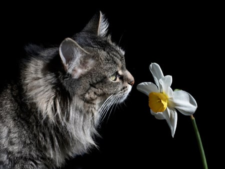 Cat with Flower - black, grey, photography, adorable, flower, cat, kitty