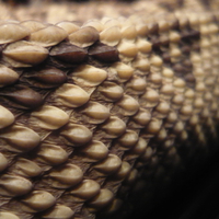 Snake scales