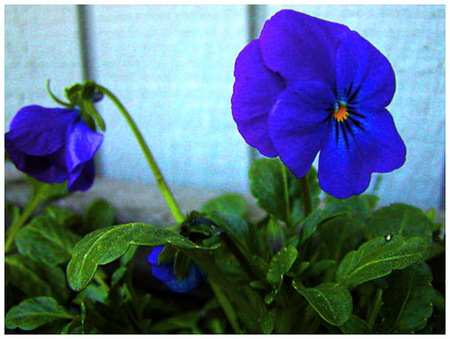 Royal pansies - flowers, blue, green, leaves, pansies