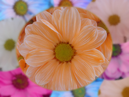 colorful Daisies - daisy, spring, flower