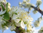 Blooming apple