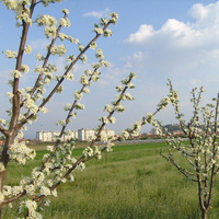 Blooming Trees