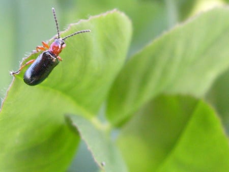 Bug on a leave - bug, leave, green, field, spring