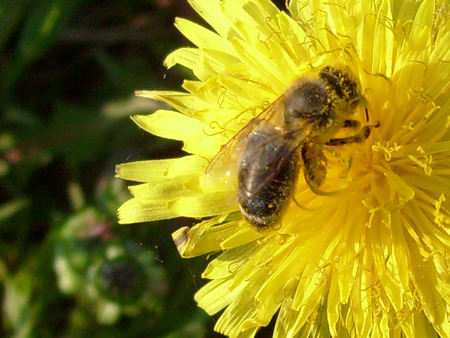 Bee and dandelion - bee, bug, dandelion, spring, flower