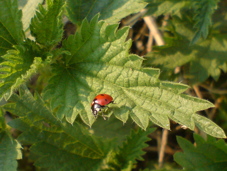 Ladybug and nettle - ladybug, nettle, weeds, bug, green, spring