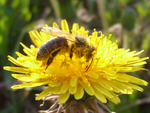 Bee on a dandelion