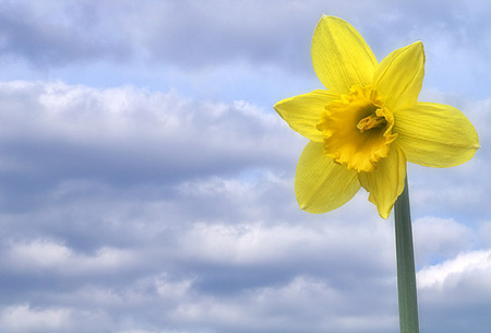 Daffodil in the sky - spring, yellow, daffodil, sky