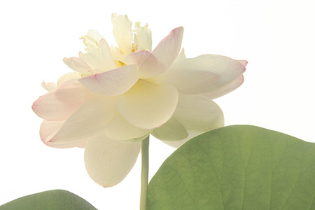 soft lotus - white, lotus, pink, soft